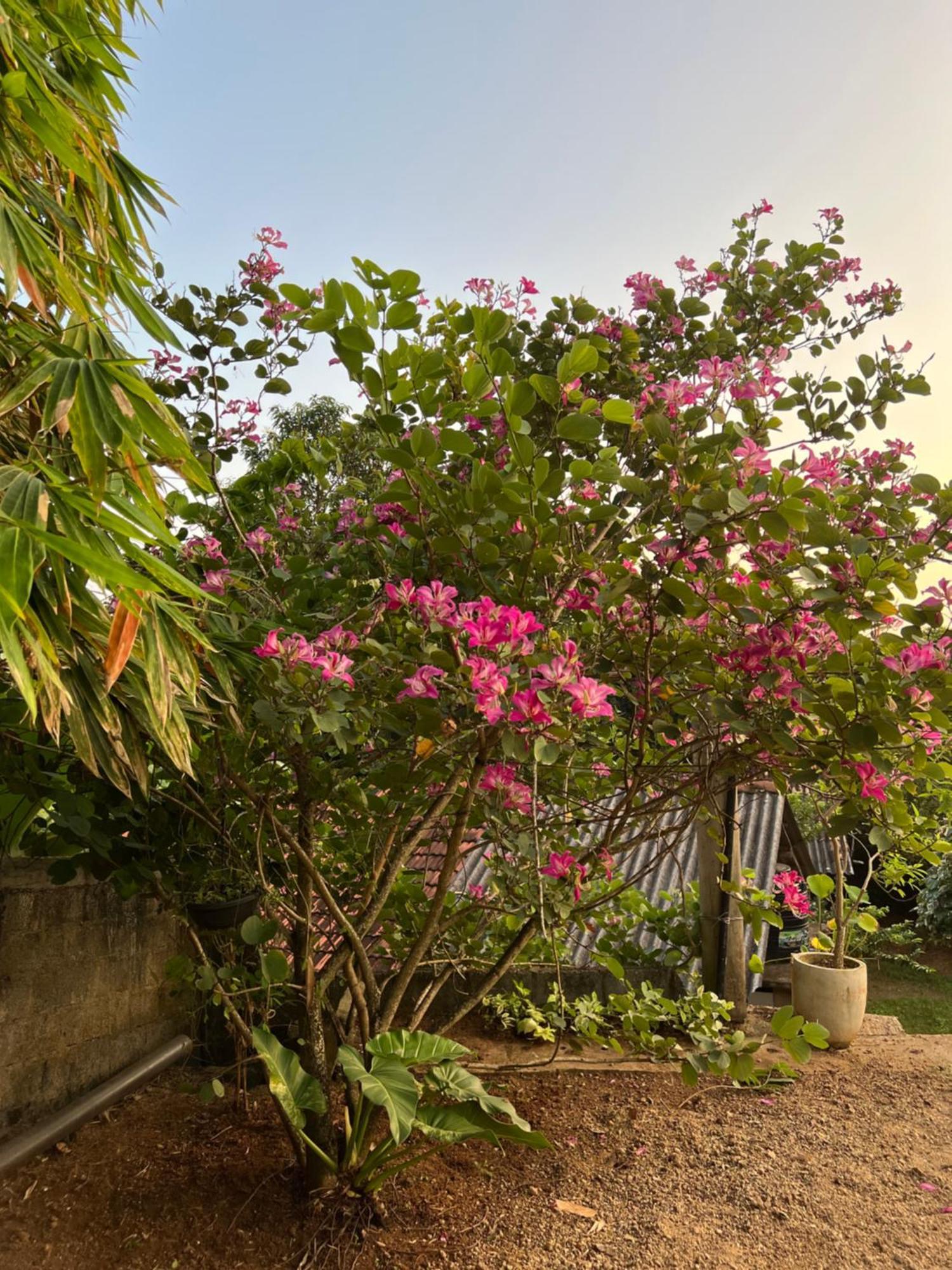 Kapaliya Unawatuna Esterno foto